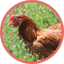 Sticker-3